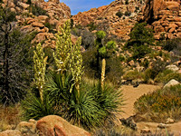 Flowering Fan Palms