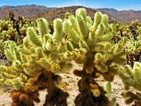 Cholla Cactus #4