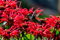 Humming Bird