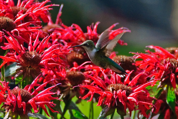 Humming Bird