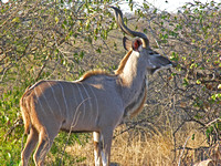 Kruger 3