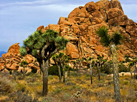 Joshua Tree #2